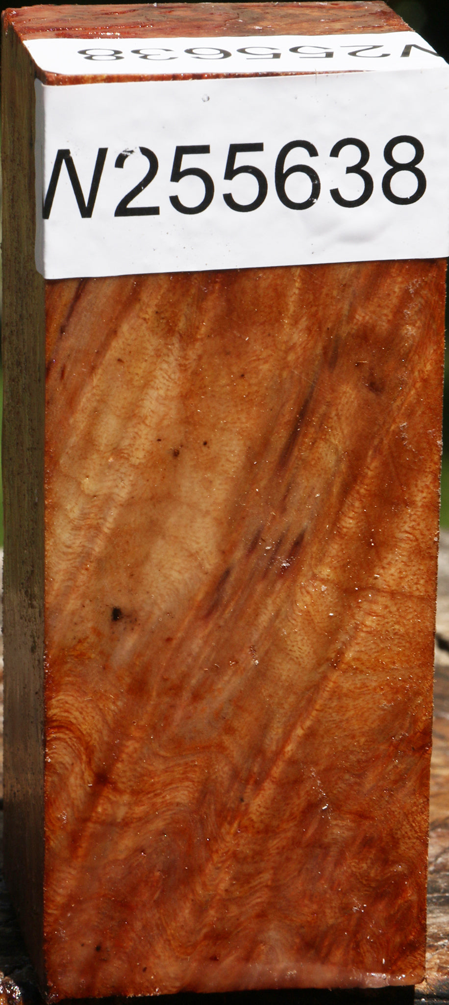 Camphor Burl Turning Square
