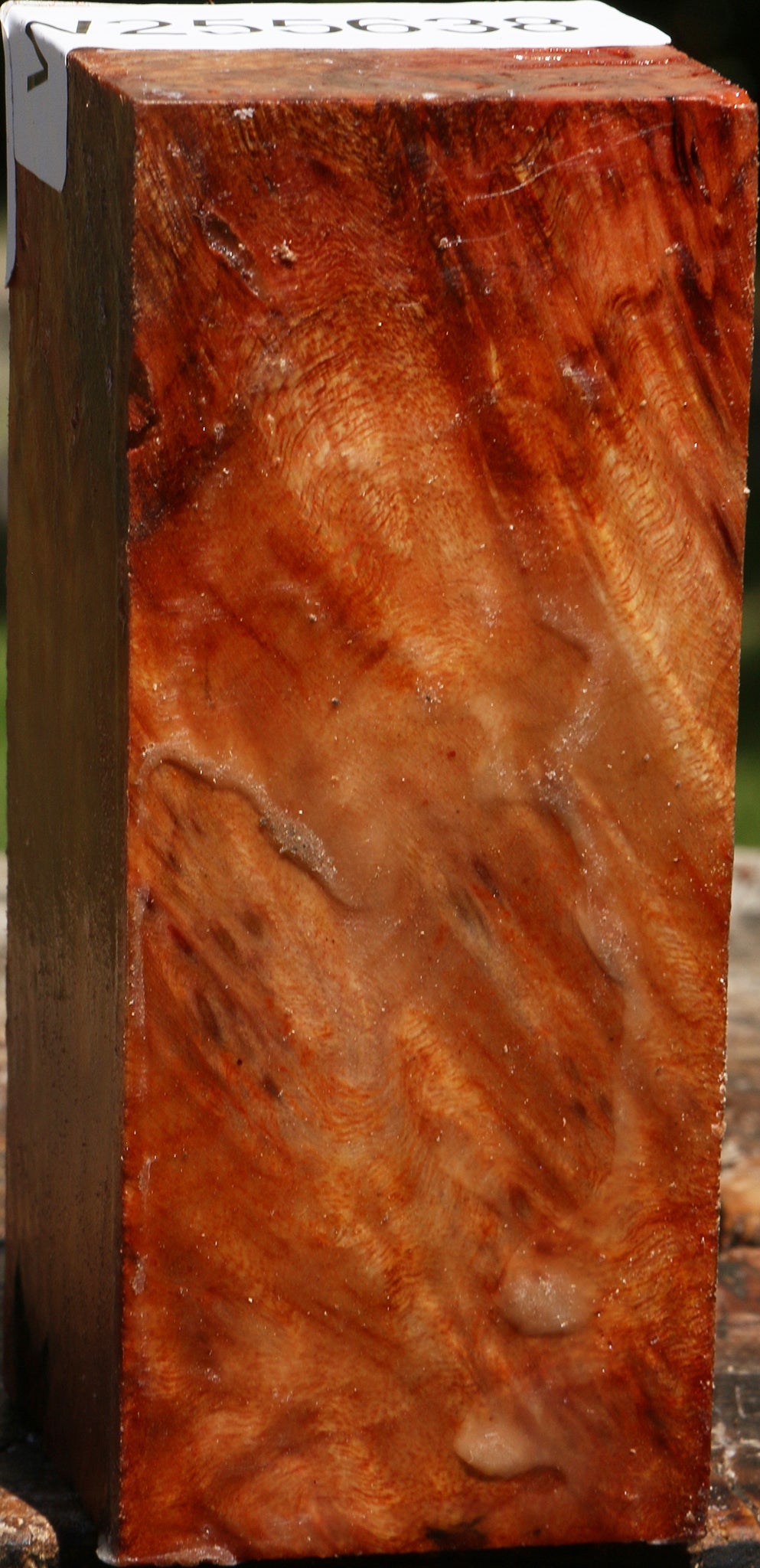 Camphor Burl Turning Square