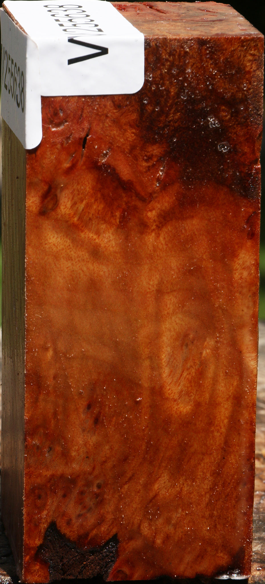 Camphor Burl Turning Square