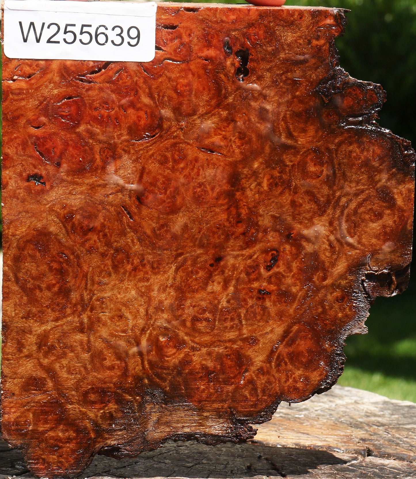 Camphor Burl Live Edge Lumber