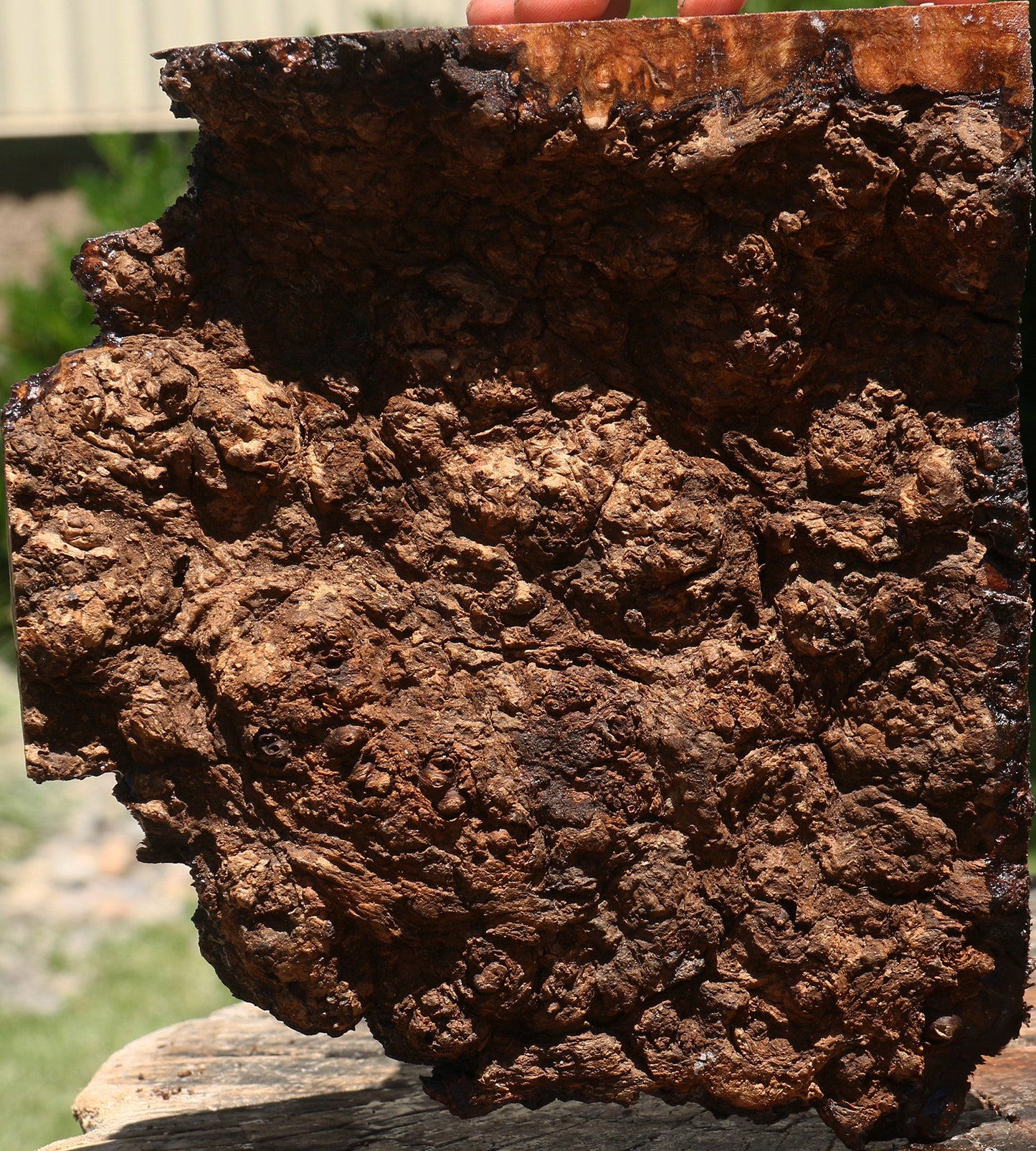 Camphor Burl Live Edge Lumber