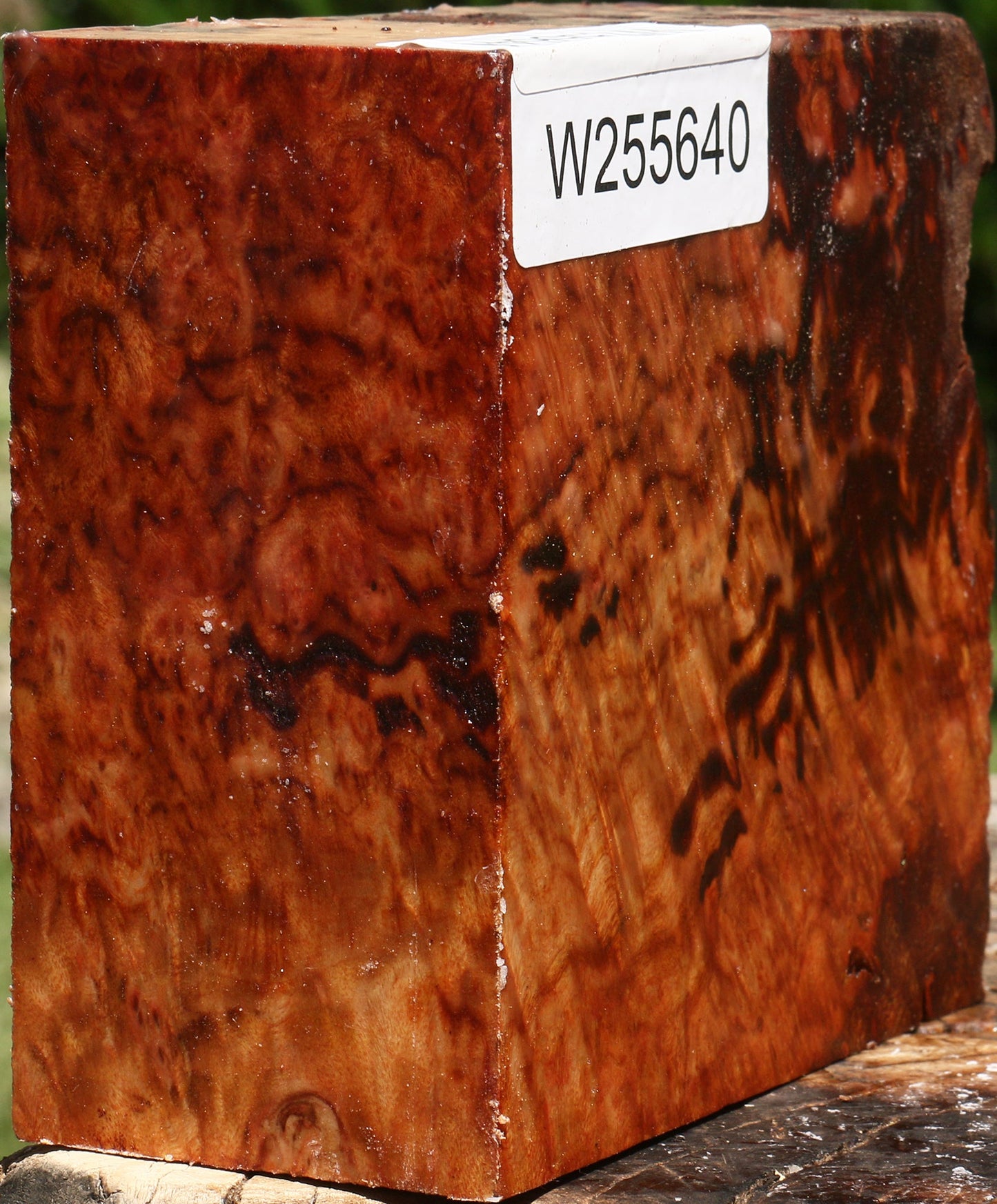 Rustic Camphor Burl Bowl Blank