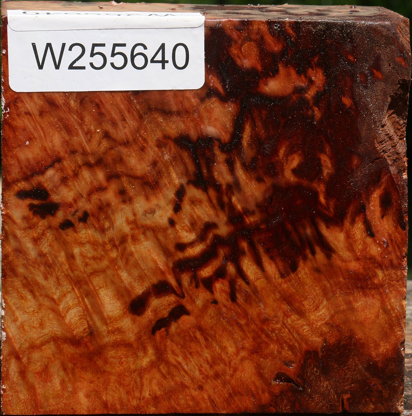 Rustic Camphor Burl Bowl Blank