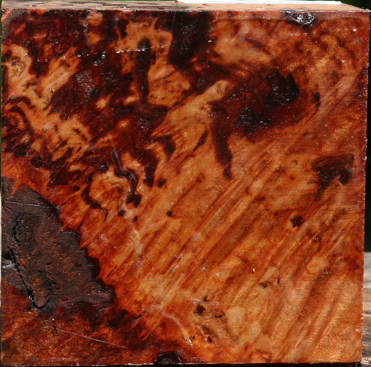 Rustic Camphor Burl Bowl Blank