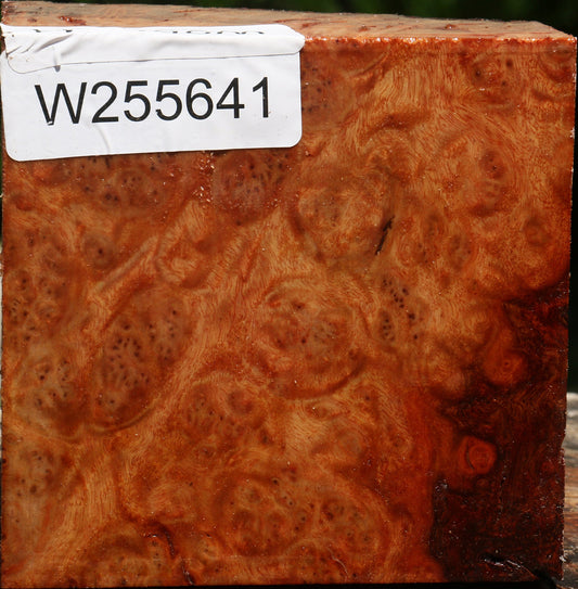Afzelia Burl Live Edge Bowl Blank