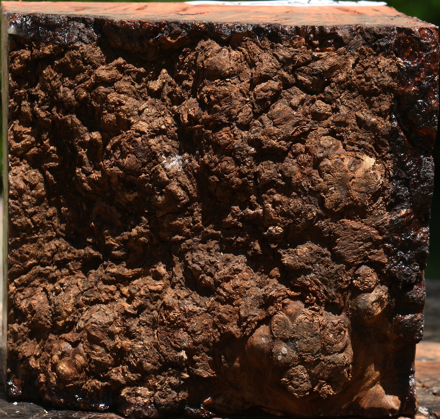 Afzelia Burl Live Edge Bowl Blank