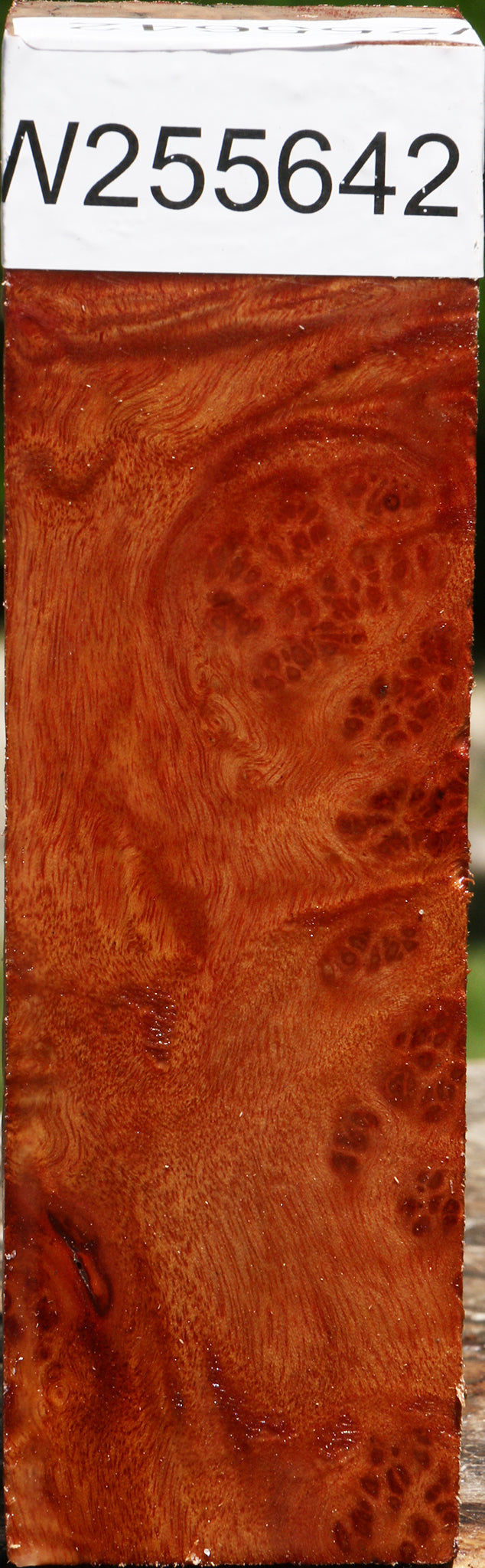 Camphor Burl Turning Square