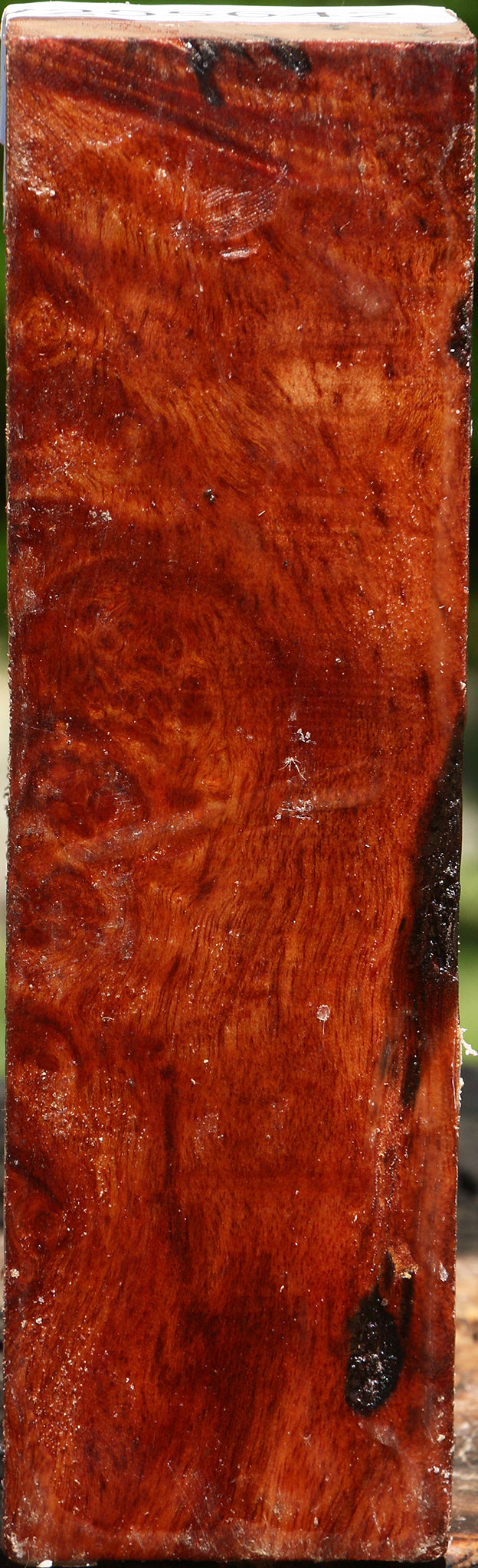 Camphor Burl Turning Square