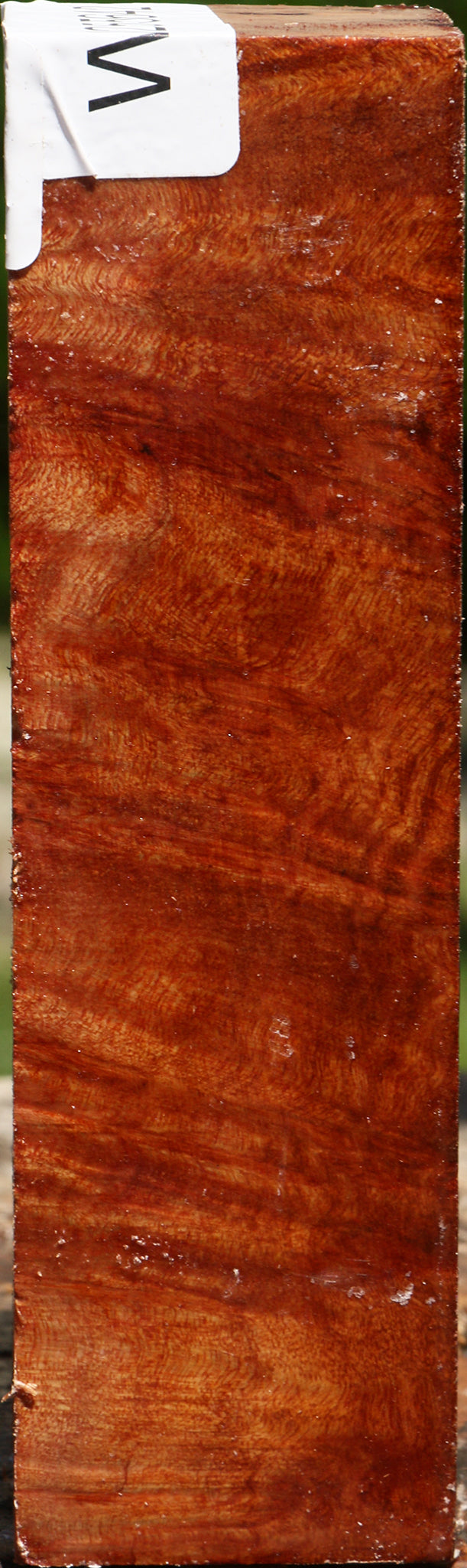 Camphor Burl Turning Square