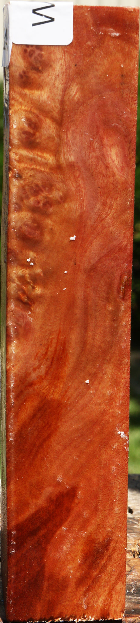 Camphor Burl Turning Square