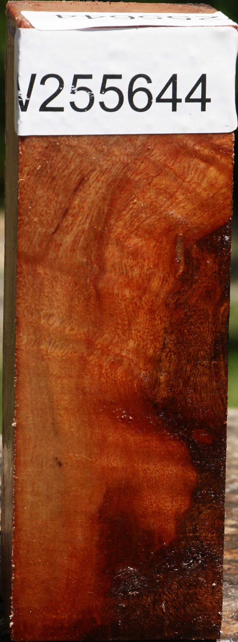 Camphor Burl Turning Square