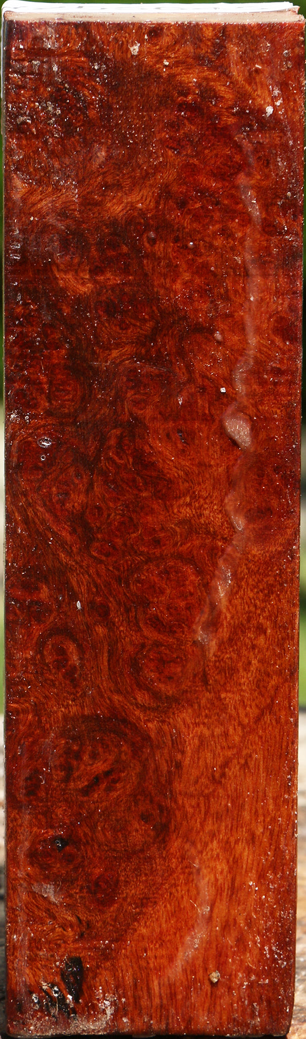 Camphor Burl Turning Square