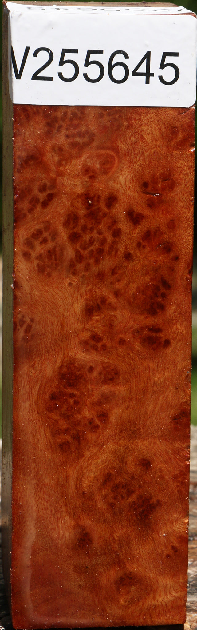 Camphor Burl Turning Square
