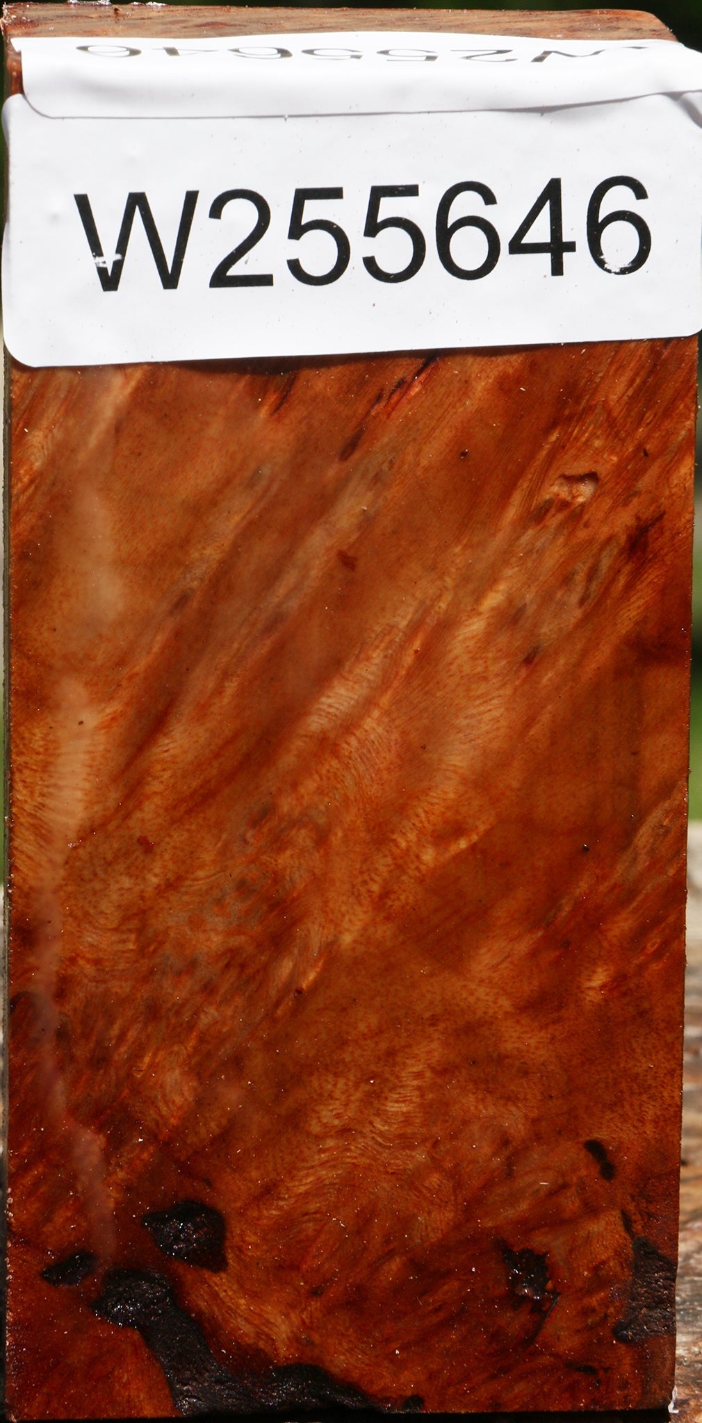 Camphor Burl Turning Blank