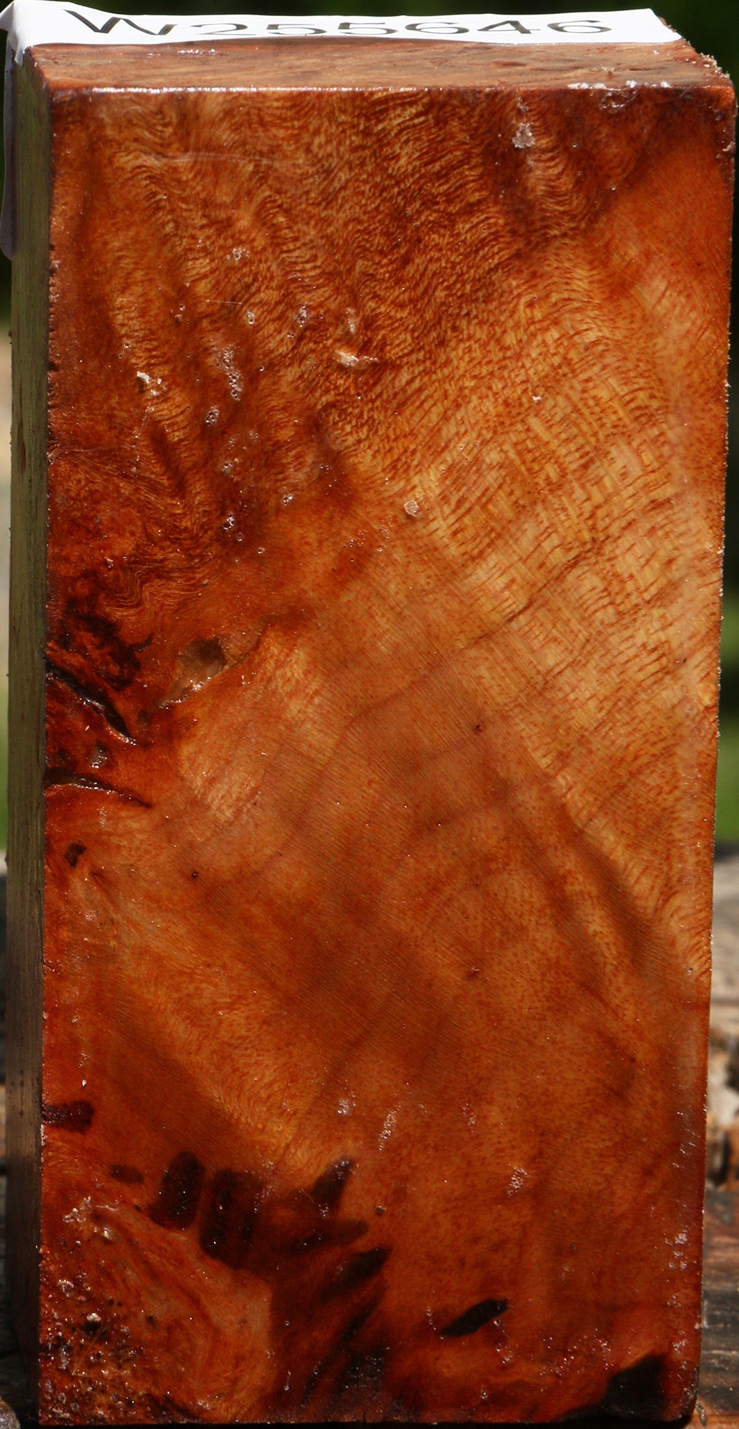 Camphor Burl Turning Blank
