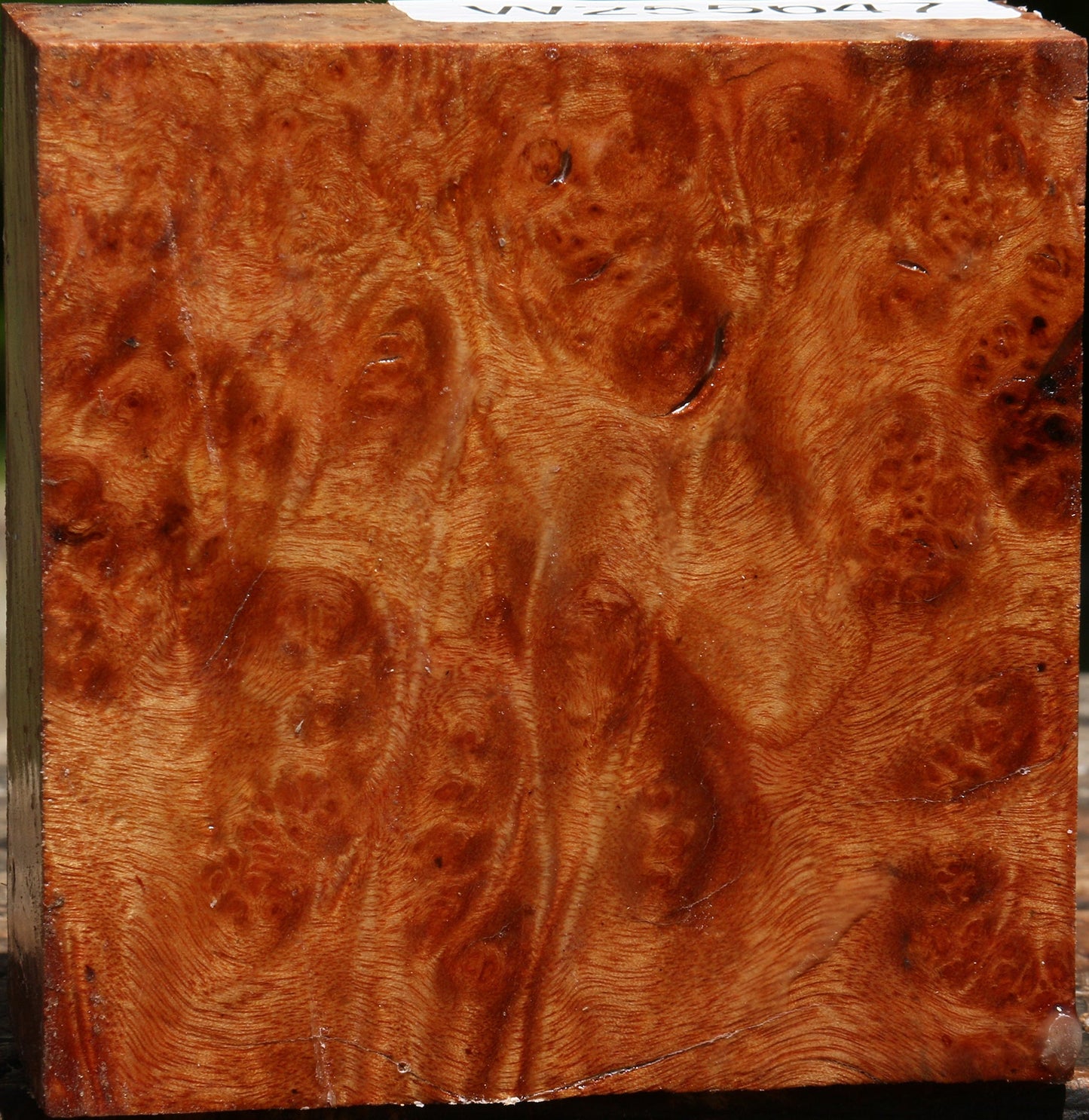 Afzelia Burl Bowl Blank