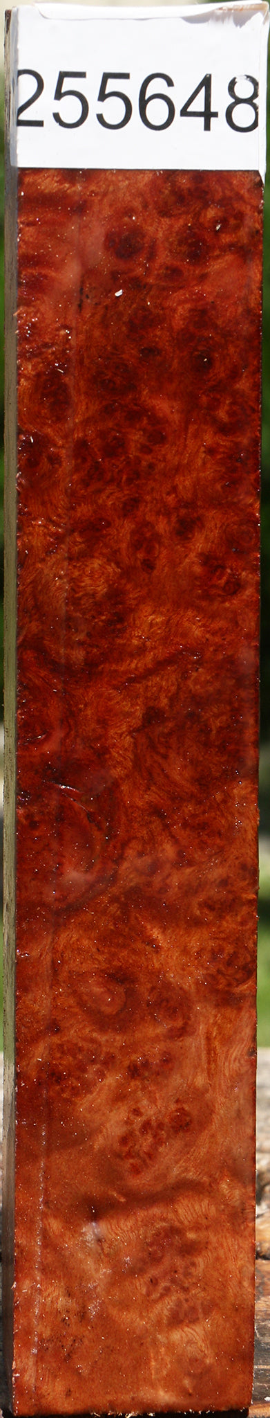 Camphor Burl Turning Square