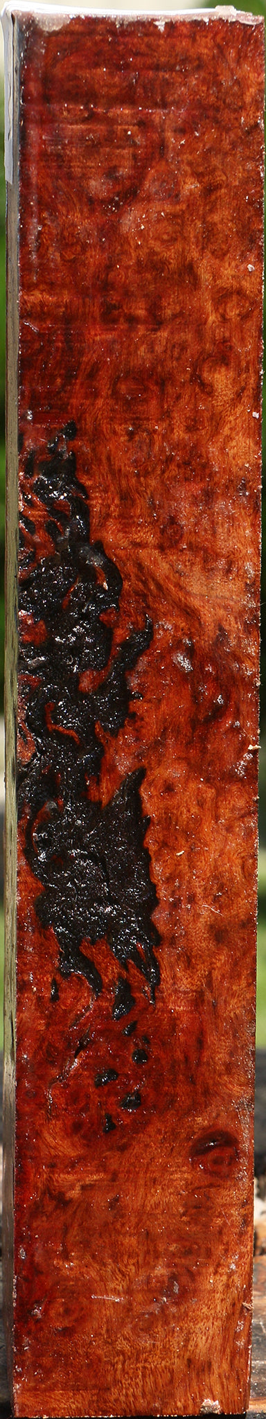 Camphor Burl Turning Square