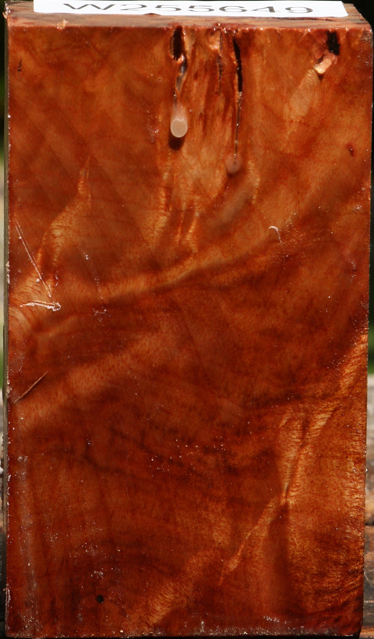 Camphor Burl Turning Blank