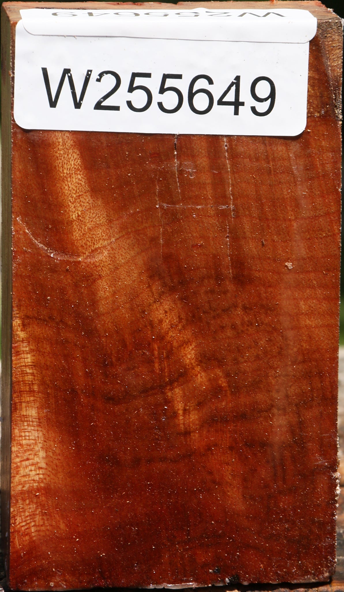 Camphor Burl Turning Blank