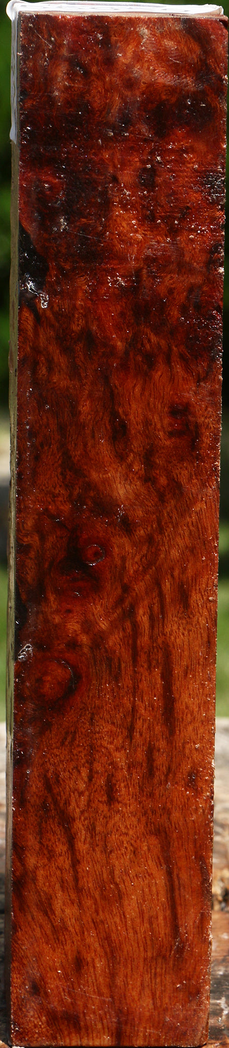 Camphor Burl Turning Square