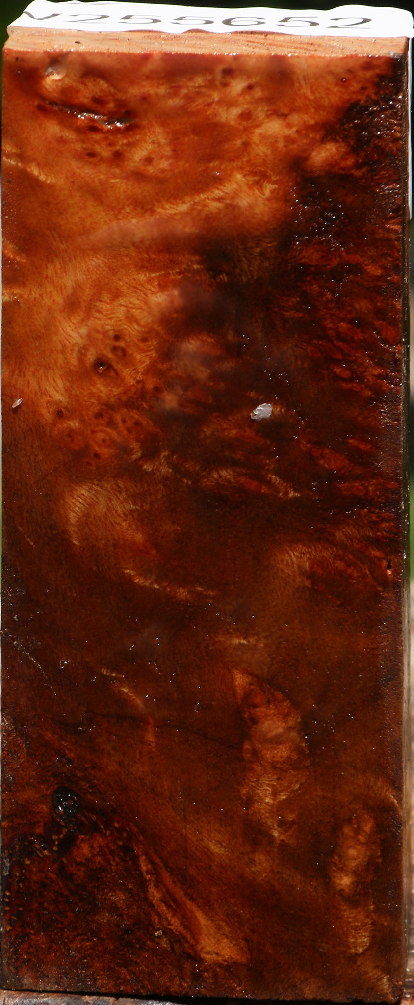 Camphor Burl Turning Blank