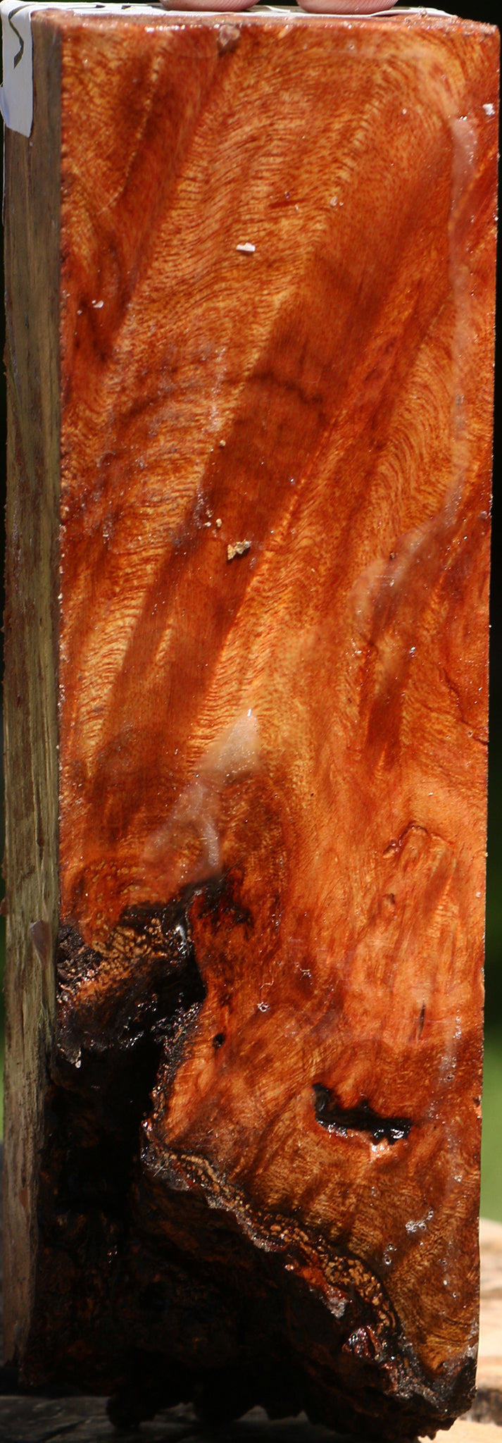 Camphor Live Edge Turning Square
