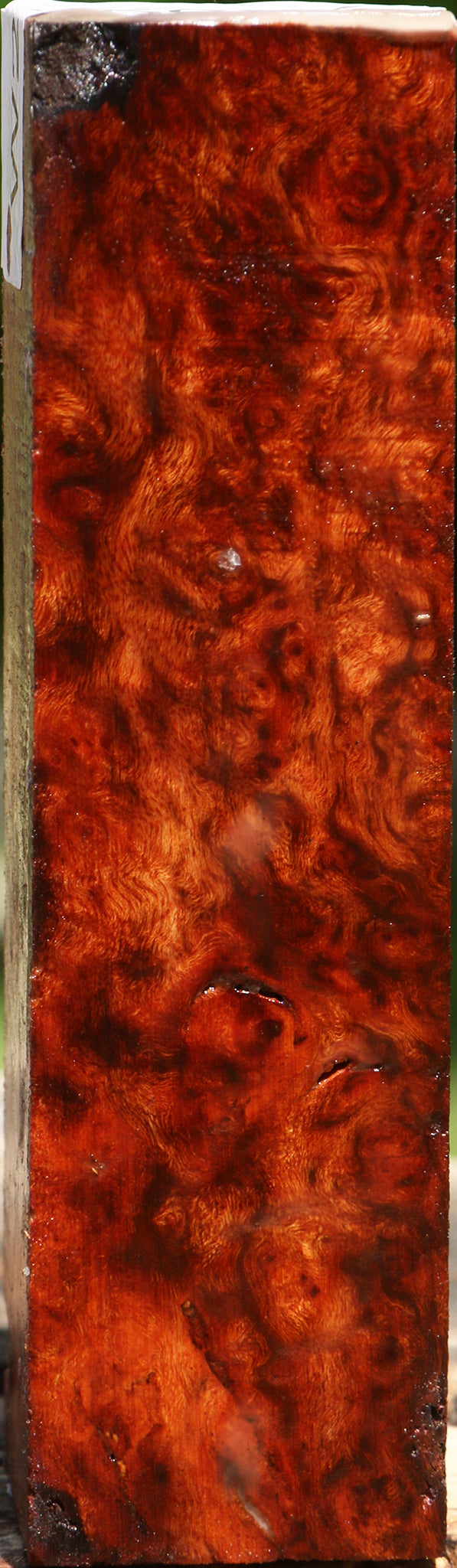 Rustic Camphor Burl Turning Square