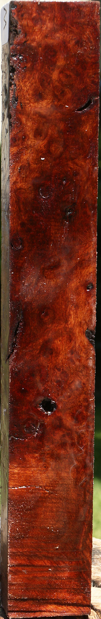 Rustic Afzelia Burl Turning Blank
