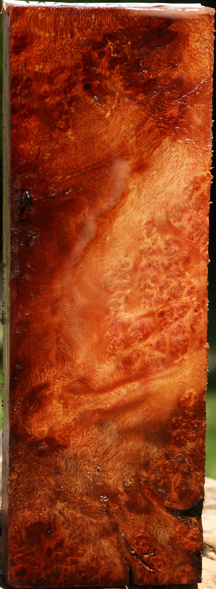 Camphor Burl Turning Blank