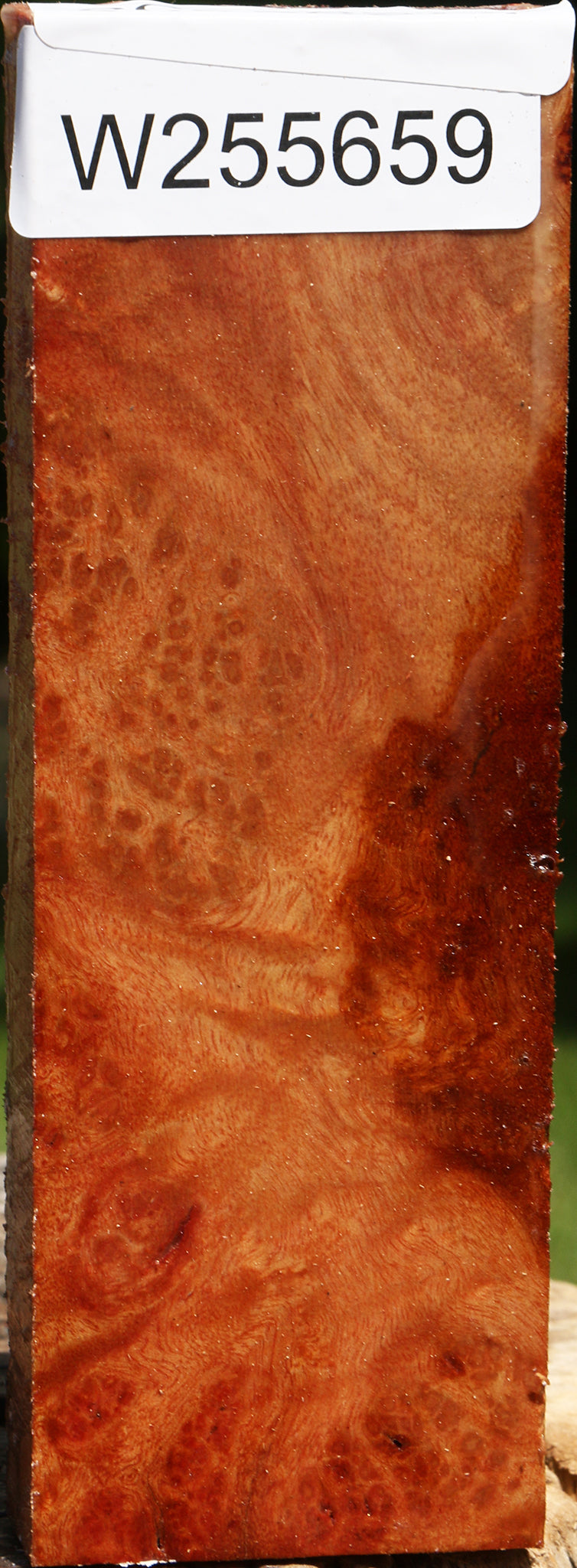 Camphor Burl Turning Blank