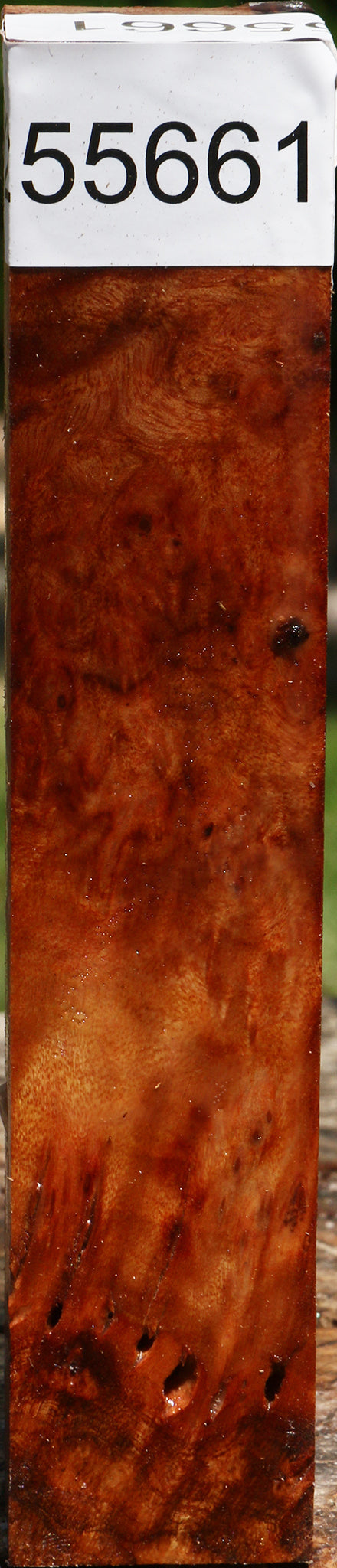 Rustic Almond Burl Turning Square