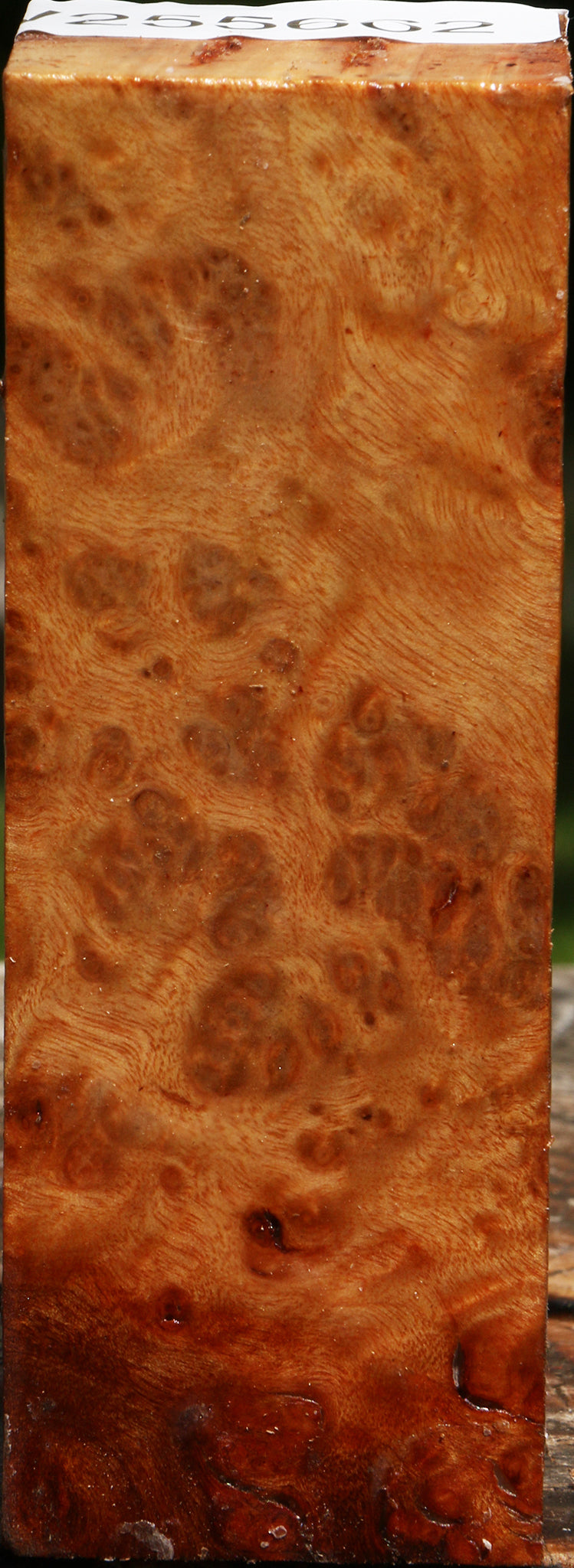Rustic Almond Burl Turning Square