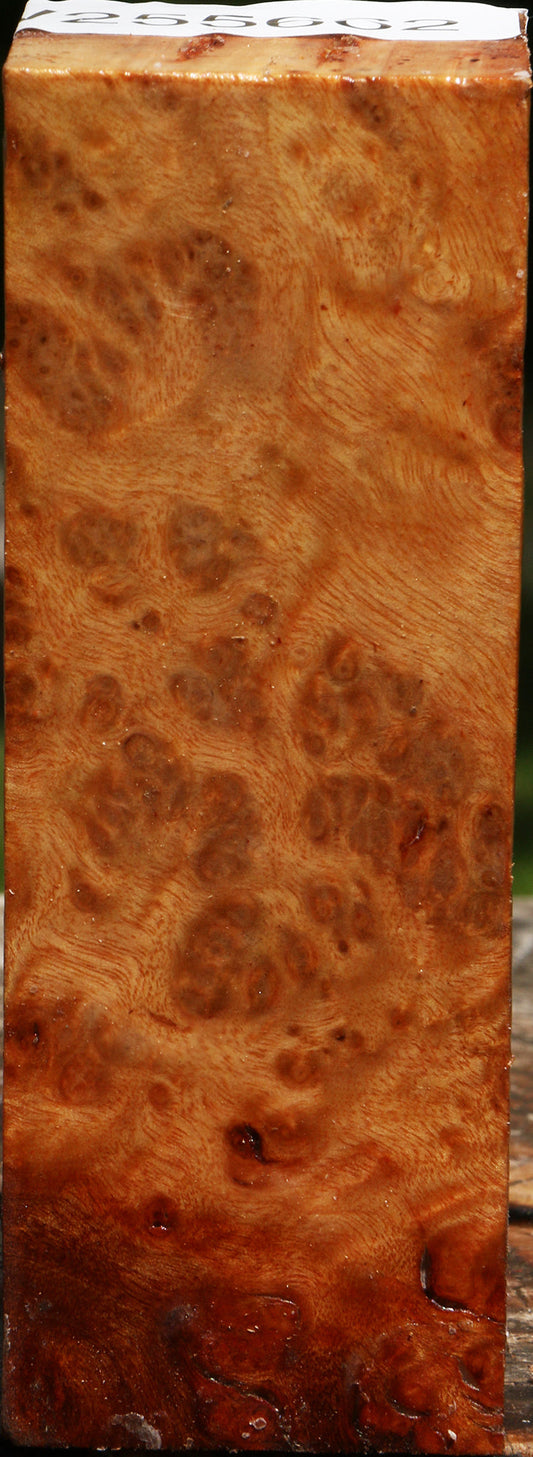 Rustic Almond Burl Turning Square
