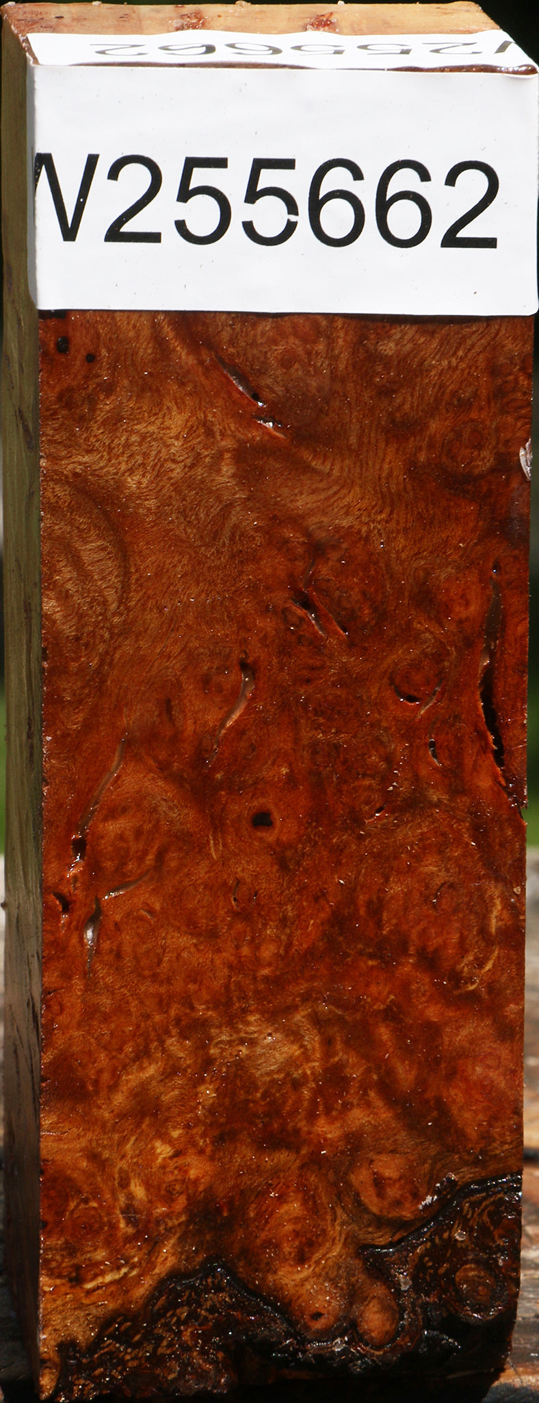 Rustic Almond Burl Turning Square