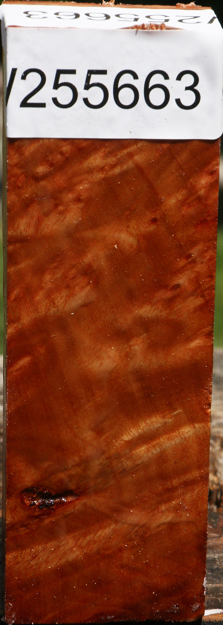 Camphor Turning Blank