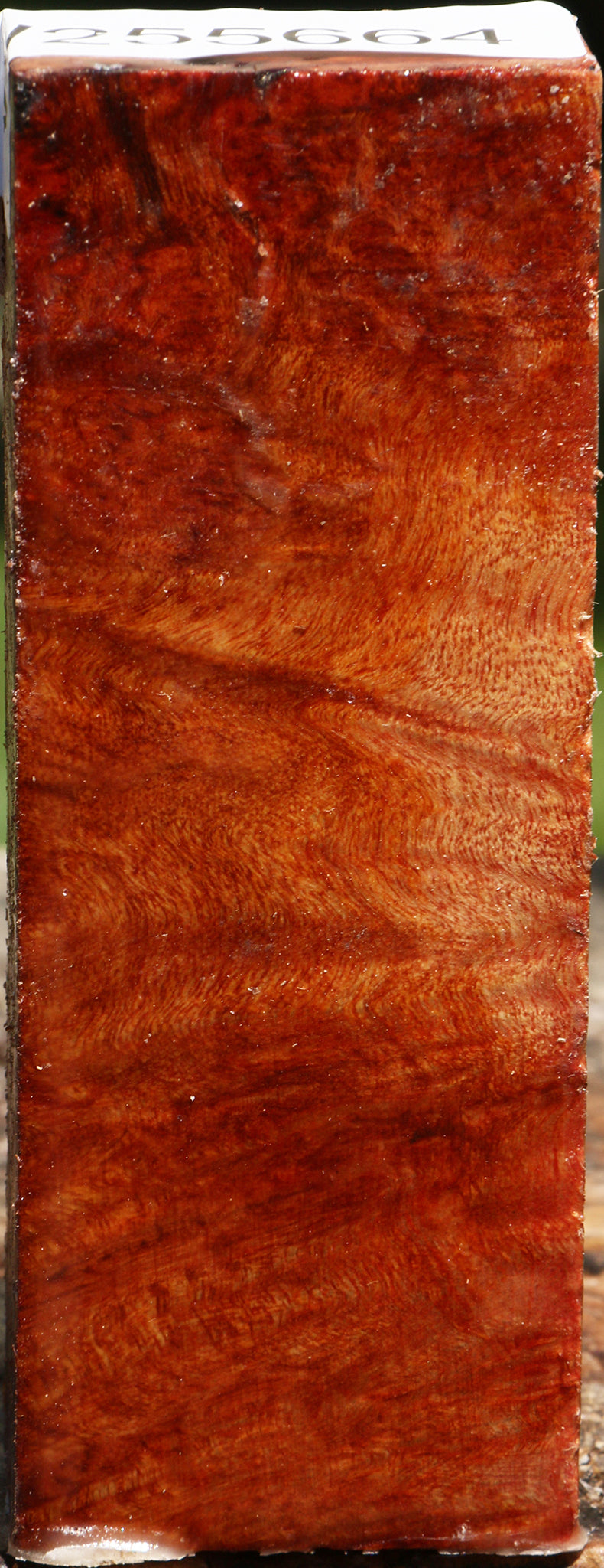 Camphor Burl Turning Blank