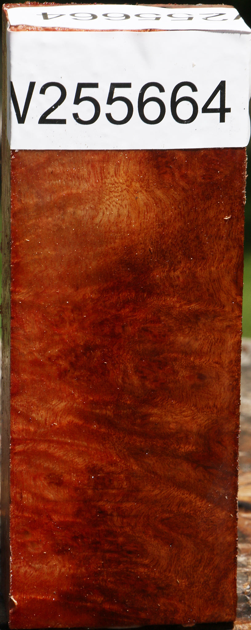 Camphor Burl Turning Blank
