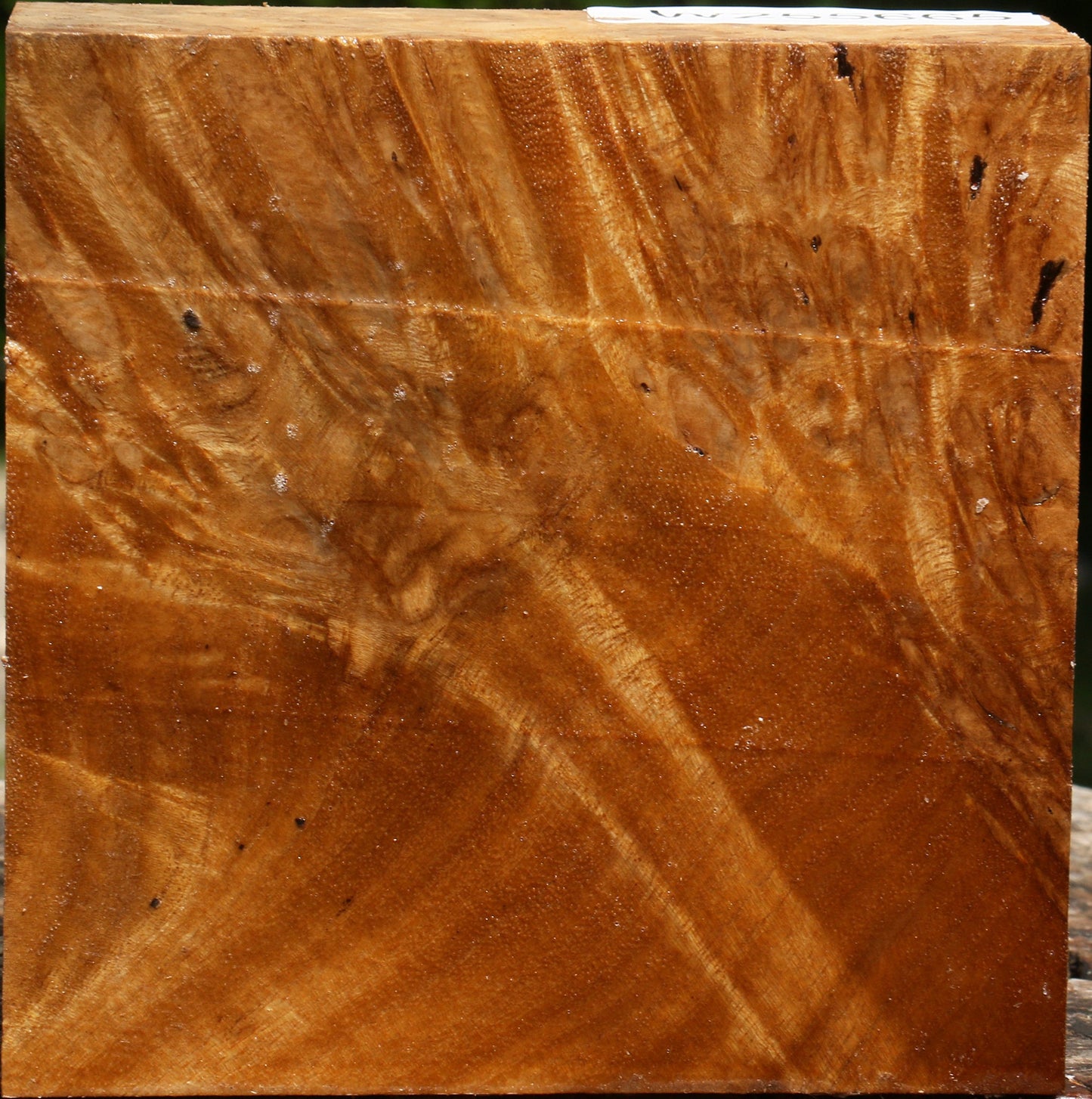Almond Burl Bowl Blank