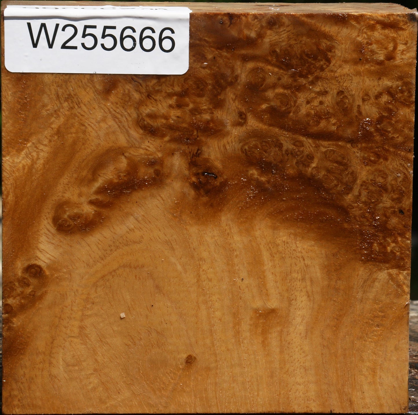 Almond Burl Bowl Blank