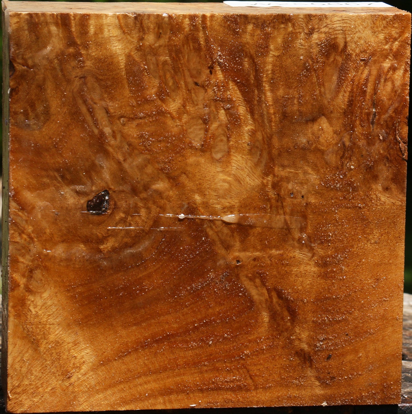 Almond Burl Bowl Blank
