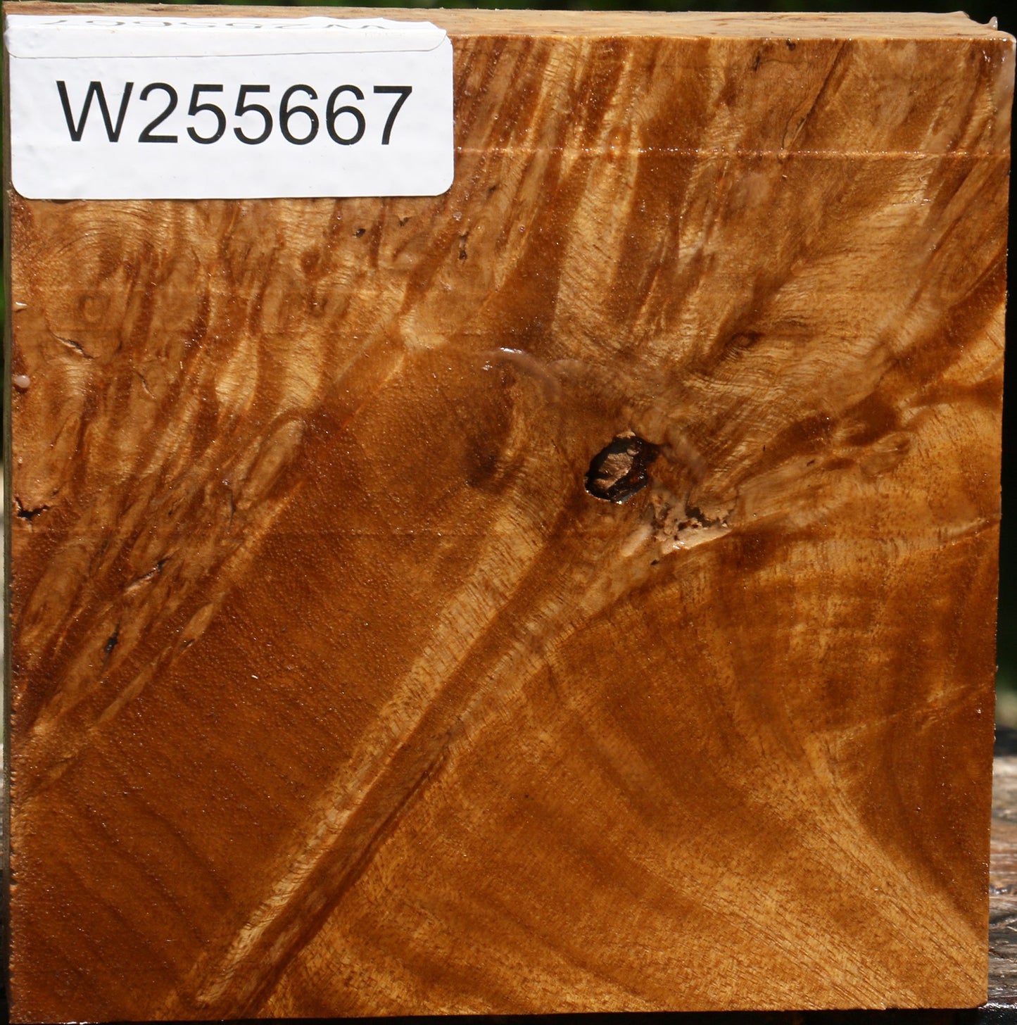 Almond Burl Bowl Blank