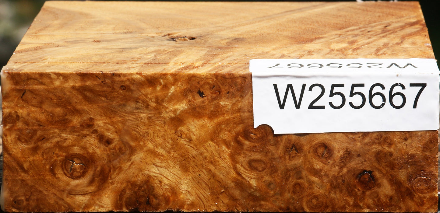 Almond Burl Bowl Blank