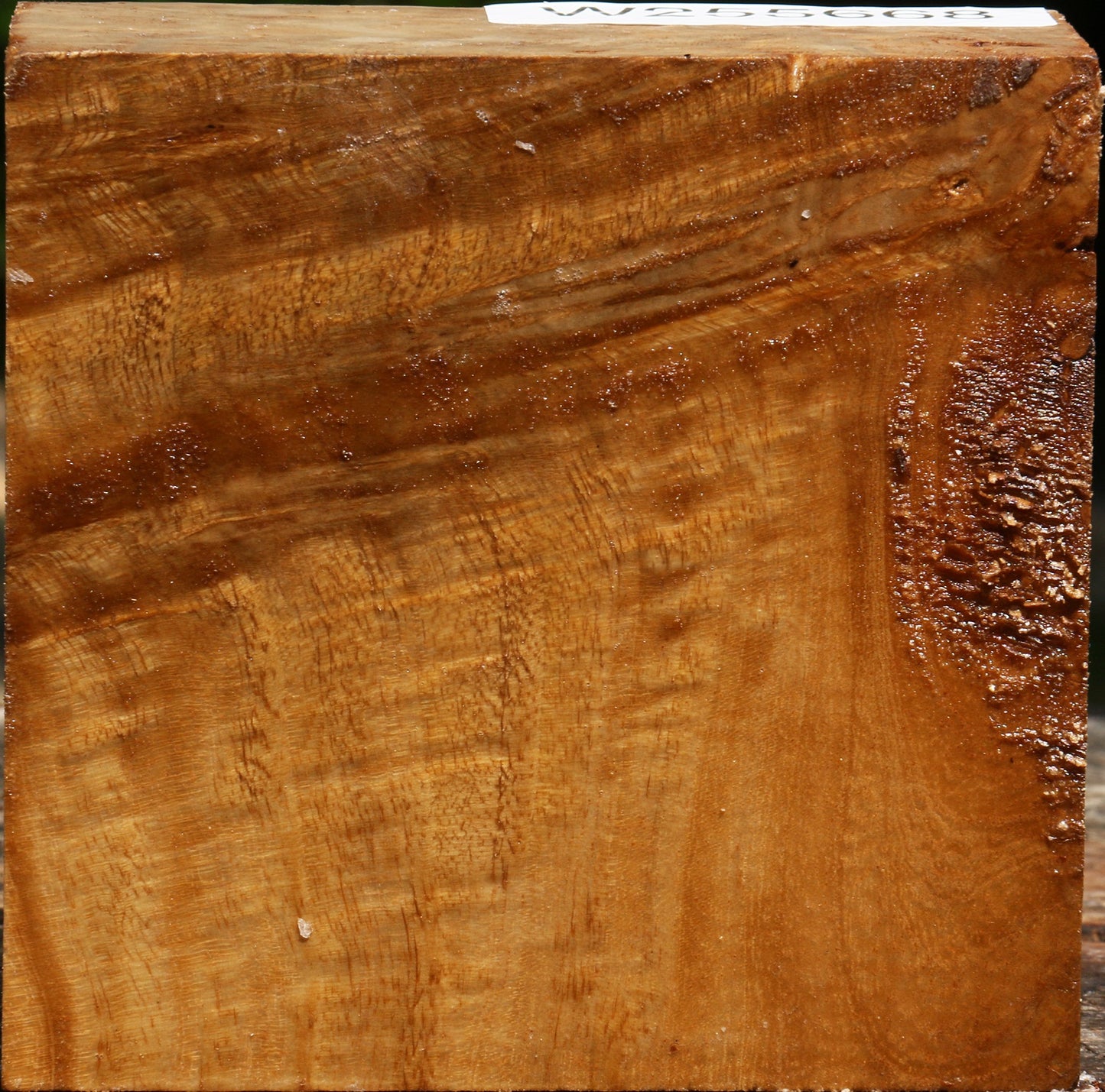 Almond Burl Bowl Blank