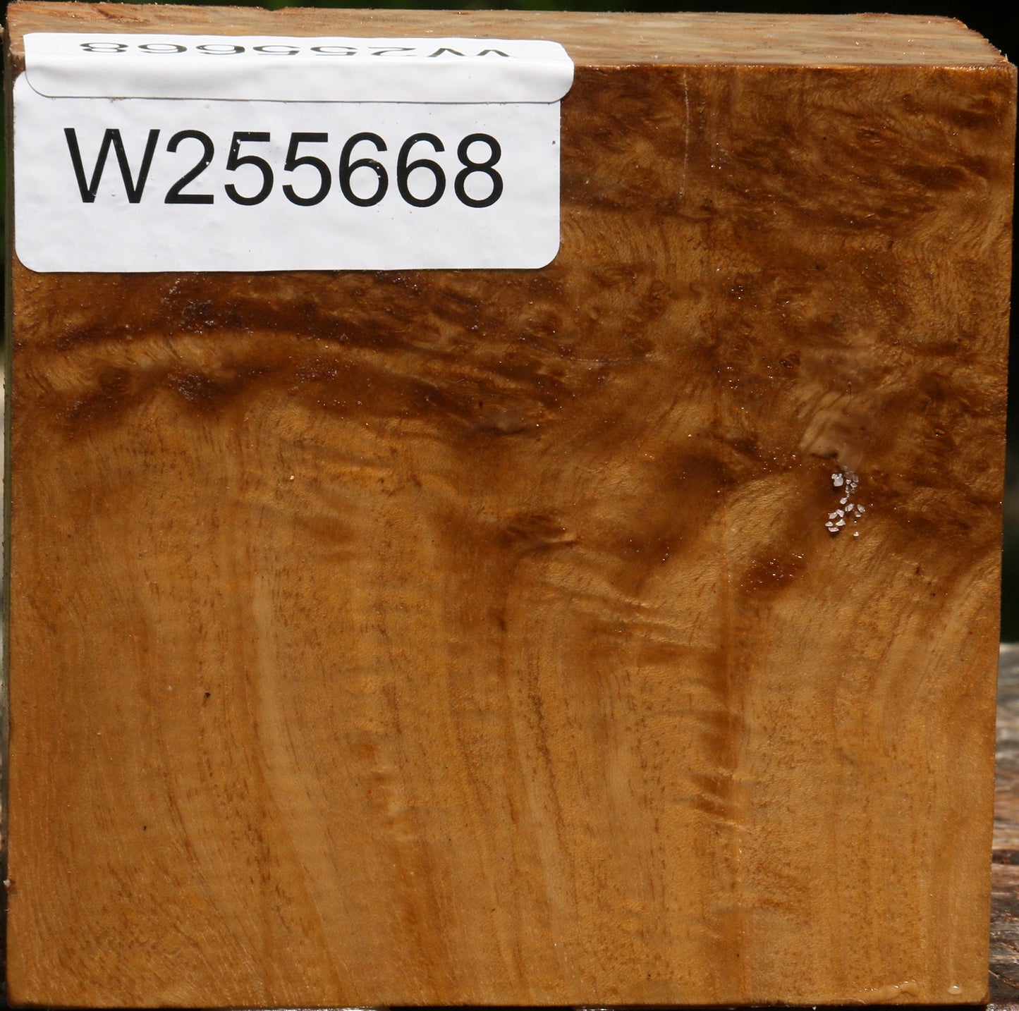 Almond Burl Bowl Blank
