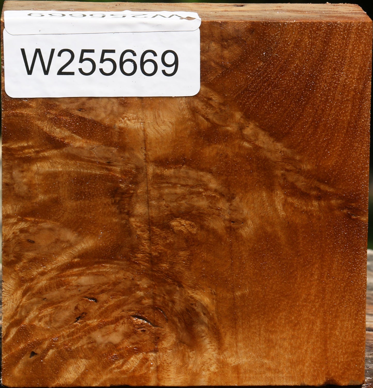 Almond Burl Bowl Blank