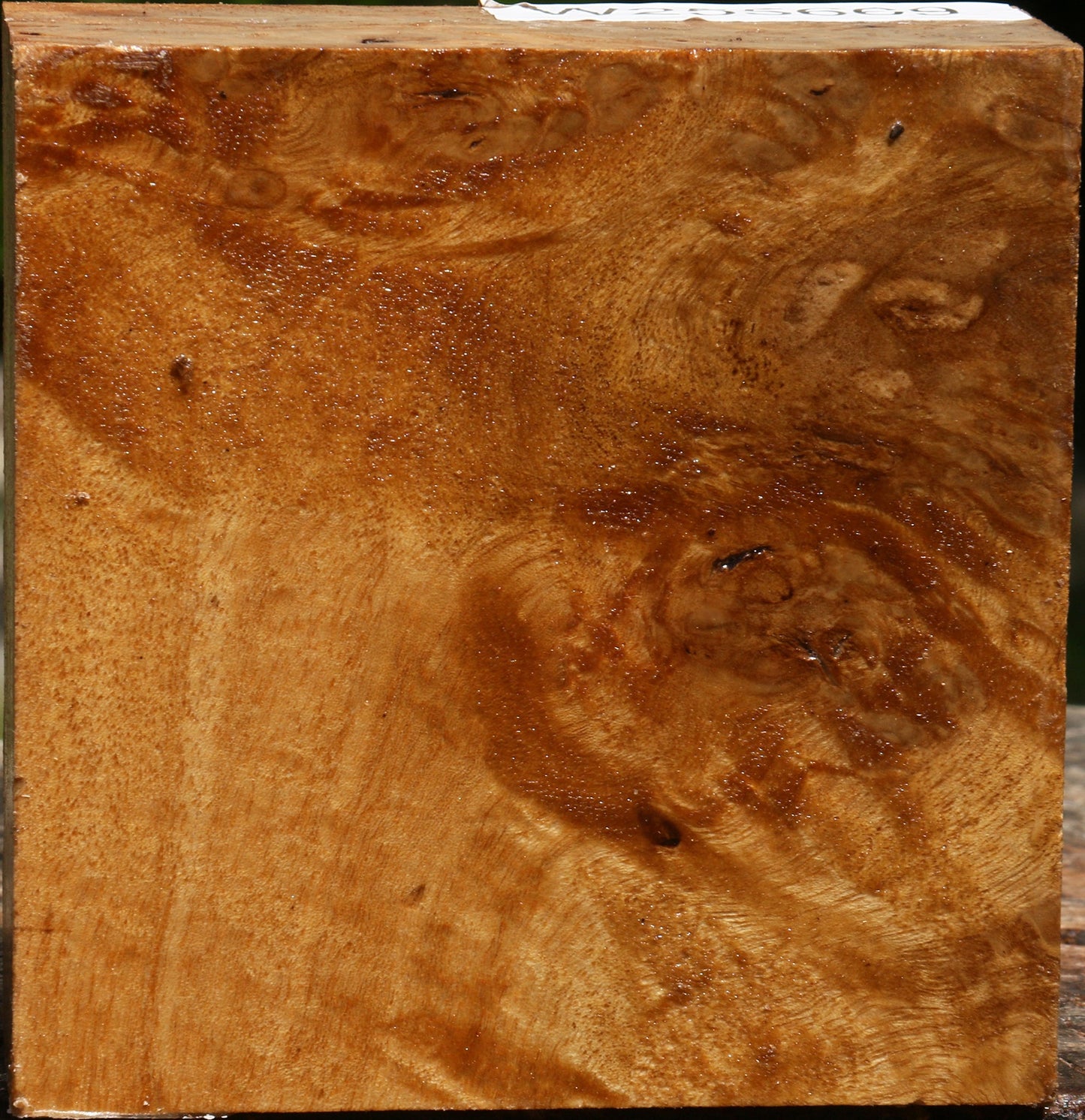 Almond Burl Bowl Blank