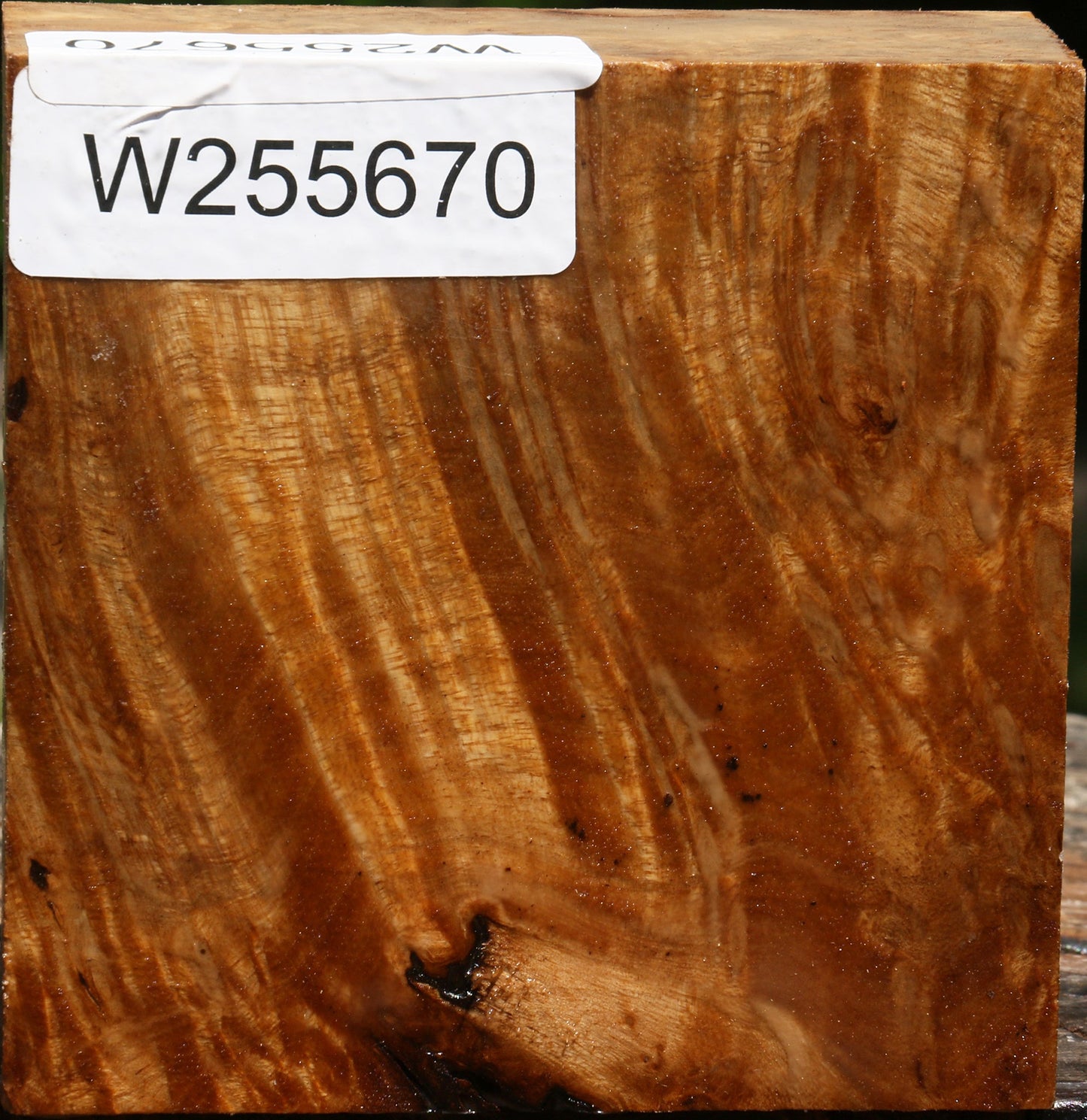 Almond Burl Bowl Blank