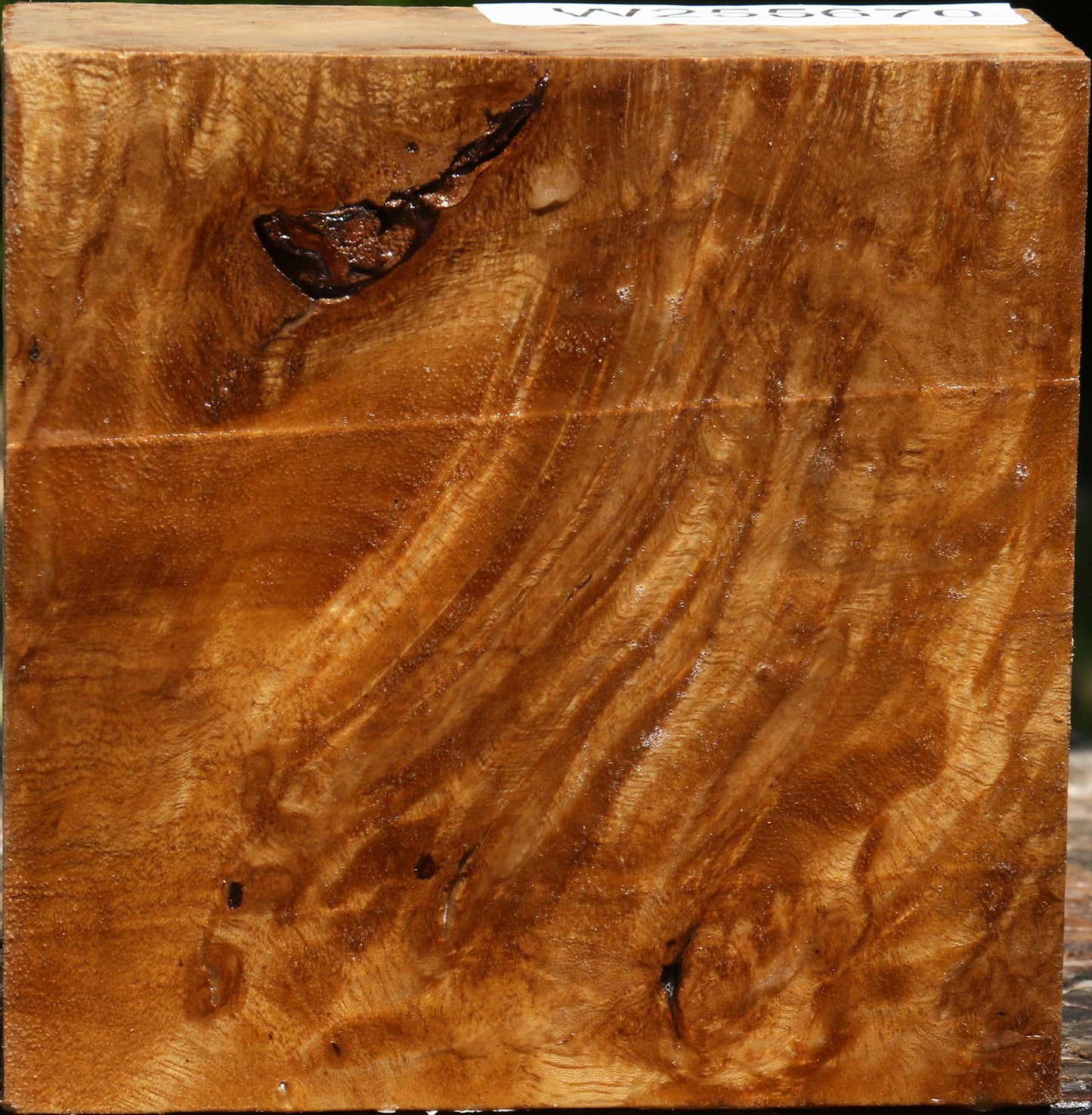 Almond Burl Bowl Blank