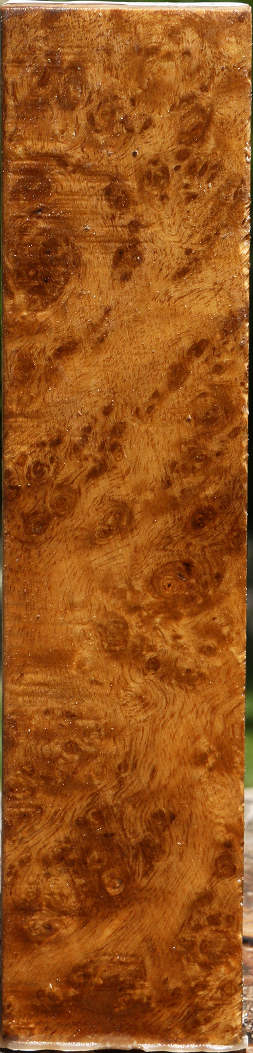 Almond Burl Turning Blank